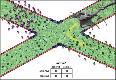 Revisiting Netrin-1: One Who Guides (Axons)